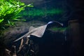 Motoro stingray - Potamotrygon motoro, in an aquarium Royalty Free Stock Photo