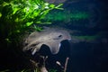 Motoro stingray - Potamotrygon motoro, in an aquarium Royalty Free Stock Photo