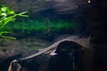 Motoro stingray - Potamotrygon motoro, in an aquarium