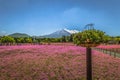 Motosu - May 24, 2019: Mount Fuji seen from the Shiba-Sakura festival, Japan