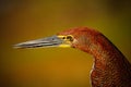 Motteled Rufescent Tiger-Heron, Tigrisoma lineatum, detail portrait of bird with long bill, in the nature habitat, Pantanal Royalty Free Stock Photo