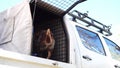 Mottle colored working dog jumps up onto tray of truck, slow motion