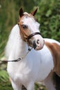 Mottle miniature horse in the garden