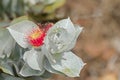 Mottlecah (Eucalyptus macrocarpa) flower in red with silver grey