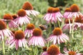 A mottled beautiful butterfly end Echinacea purpurea