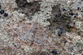 Mottled beauty Moth, Alcis repandata Camouflaged against a Lichenised Stone