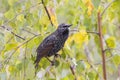 Mottled black Starling Royalty Free Stock Photo