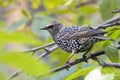 Mottled black Starling Royalty Free Stock Photo