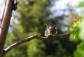 Mottled brown juv pied Flycatcher sitting on a tree branch with green leaves in the Park. Close up. Chick birds from the order Royalty Free Stock Photo