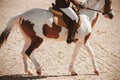 A mottled brown-and-white piebald horse runs across the sand in the sunlight. Wild West Royalty Free Stock Photo