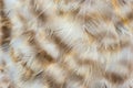 Mottled Chicken Feathers Macro
