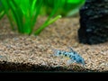 Mottled corydora corydora paleatus in a fish tank Royalty Free Stock Photo