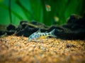 Mottled corydora corydora paleatus eating in a fish tank