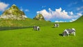 Mottled cows graze on alpine pasture