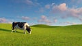 Mottled dairy cow graze on green pasture