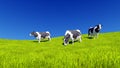 Mottled dairy cows graze on green meadow