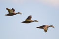 Mottled Duck (Anas fulvigula)