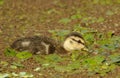 Mottled duck, duckling swimming Royalty Free Stock Photo