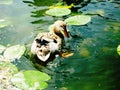 Mottled duck, mallard