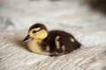 Mottled duckling Anas fulvigula on a blue background Royalty Free Stock Photo