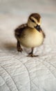 Mottled duckling Anas fulvigula on a blue background Royalty Free Stock Photo