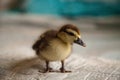 Mottled duckling Anas fulvigula on a blue background Royalty Free Stock Photo