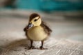 Mottled duckling Anas fulvigula on a blue background Royalty Free Stock Photo