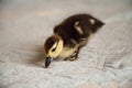 Mottled duckling Anas fulvigula on a blue background Royalty Free Stock Photo