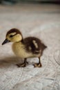 Mottled duckling Anas fulvigula on a blue background Royalty Free Stock Photo