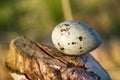 mottled egg of tern on cut of tree that was gnawed by beaver.