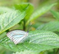 Mottled Emigrant butterfly in a garden