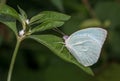 Mottled Emigrant butterfly