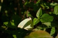 Mottled Emigrant Catopsilia pyranthe butterfly perching on wild plant