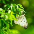 Mottled Emigrant in a lovely garden