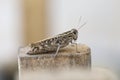 Mottled Grasshopper on blured background Royalty Free Stock Photo