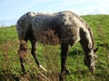 Mottled gray horse