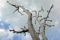 Mottled grey branches