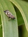 A mottled grey and brown planthopper, possibly Delphacidae, rests on a green leaf. Royalty Free Stock Photo