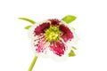 Mottled helebore flower Royalty Free Stock Photo