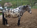 Mottled horse in corral