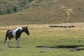 Mottled horse and herd of sheep on the mountain pasture