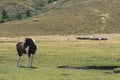 Mottled horse and herd of sheep on the mountain pasture