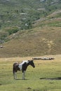 Mottled horse and herd of sheep on the mountain pasture