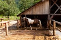 Mottled horse out of the barn