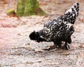 Mottled Houdan chicken hen looking for food on the ground Royalty Free Stock Photo