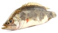 Mottled Nandus or veda fish Royalty Free Stock Photo