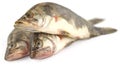 Mottled Nandus or veda fishes Royalty Free Stock Photo