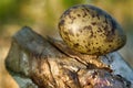 Mottled olive color egg of gull on cut of tree that was gnawed by beaver.