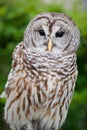 Mottled owl with brown and white stripes Royalty Free Stock Photo