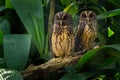 Mottled Owl - Ciccaba Strix virgata in Costa Rica